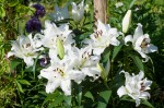 [Lilium White Eyes-6119.jpg]